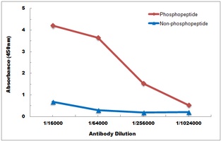 CD4 (Phospho-S433) Antibody
