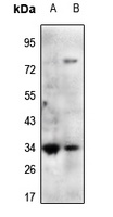 Mimecan Rabbit Polyclonal Antibody