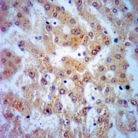 Mimecan Rabbit Polyclonal Antibody