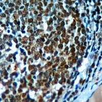 Histone H3 Antibody