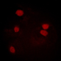 Histone H3 Antibody
