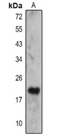 IL-23 alpha Antibody
