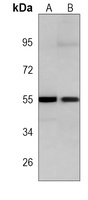 TCF1 alpha Mouse Monoclonal Antibody