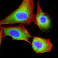 EIF2B3 Mouse Monoclonal Antibody