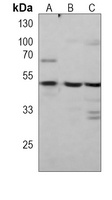 CBX8 Antibody
