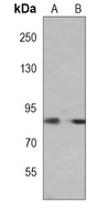 Smurf2 Mouse Monoclonal Antibody