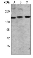 MYBBP1A Mouse Monoclonal Antibody