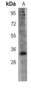 THAP11 Mouse Monoclonal Antibody