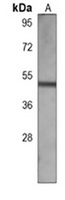 BLNK Mouse Monoclonal Antibody