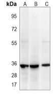 LIN28B Mouse Monoclonal Antibody