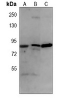 EZH2 Mouse Monoclonal Antibody