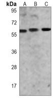 SMAD1 Mouse Monoclonal Antibody