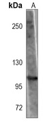 MVP Mouse Monoclonal Antibody