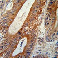 AMPK alpha 1 Mouse Monoclonal Antibody