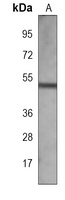 AKAP13 Mouse Monoclonal Antibody