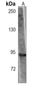 TLE1 Antibody