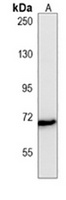 RELB Mouse Monoclonal Antibody