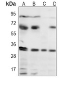 CDK5 Mouse Monoclonal Antibody