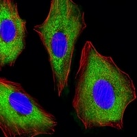 CDK5 Mouse Monoclonal Antibody
