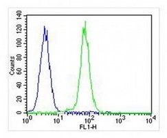 CDK5 Mouse Monoclonal Antibody