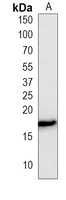 Histone H3 (Phospho-S10) Antibody