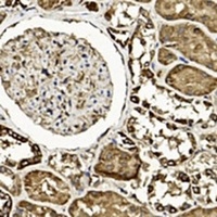 TGF beta 2 Antibody