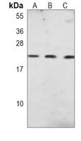 CD81 Antibody