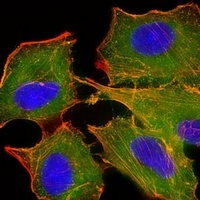 BID Mouse Monoclonal Antibody