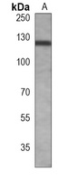 TYRO3 Mouse Monoclonal Antibody