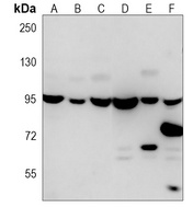 VCP Antibody