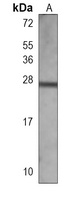 RAB27 Mouse Monoclonal Antibody