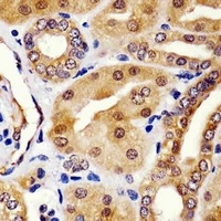 HINT1 Mouse Monoclonal Antibody