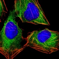 HINT1 Mouse Monoclonal Antibody