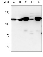 USP5 Mouse Monoclonal Antibody