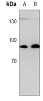 STAT3 Mouse Monoclonal Antibody