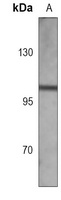 MLH1 Mouse Monoclonal Antibody