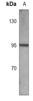AREB6 Mouse Monoclonal Antibody