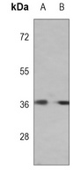 ERK2 Mouse Monoclonal Antibody