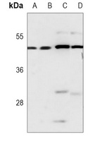 ERK1 Mouse Monoclonal Antibody