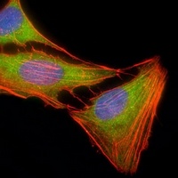 ERK1 Mouse Monoclonal Antibody