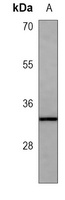 CD40 Antibody