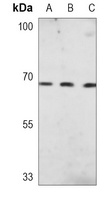 PKR Mouse Monoclonal Antibody