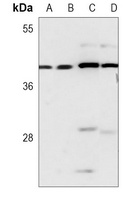 RCC1 Mouse Monoclonal Antibody