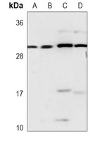 RPA2 Mouse Monoclonal Antibody