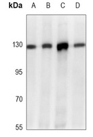 E Cadherin Mouse Monoclonal Antibody
