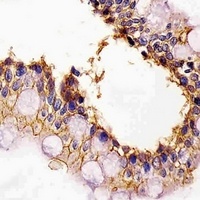 E Cadherin Mouse Monoclonal Antibody