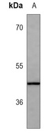 CD79a Antibody