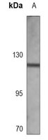 FGFR1 Antibody