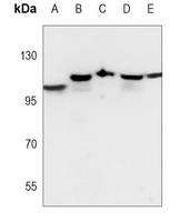 CD107a Mouse Monoclonal Antibody