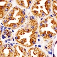 CD107a Mouse Monoclonal Antibody